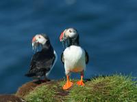 Puffin mit Sandaalen im Schnabel